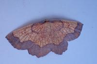 Epione vespertaria