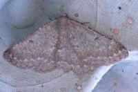 Gnophos obfuscata