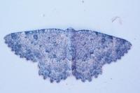 Charissa glaucinaria