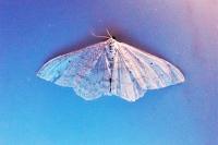 Scopula incanata
