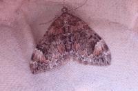Dysstroma citrata