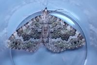 Colostygia olivata
