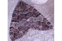 Hydriomena furcata