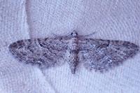 Eupithecia pusillata