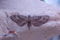 Eupithecia pusillata