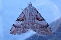 Aplocera praeformata