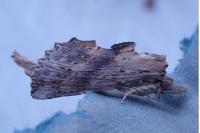 Pterostoma palpina