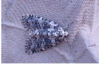 Bryophila domestica