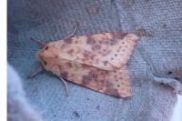 Cirrhia icteritia