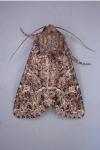 Apamea furva