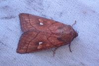 Mythimna conigera