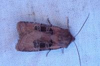 Chersotis cuprea