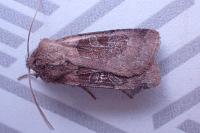 Chersotis cuprea