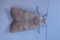 Rhyacia helvetina helvetina