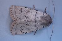 Epipsilia grisescens