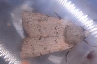 Epipsilia grisescens