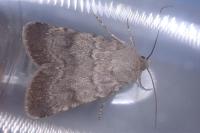Standfussiana lucernea cataleuca