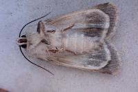 Standfussiana lucernea cataleuca