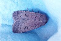 Graphiphora augur
