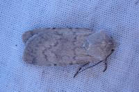Euxoa decora simulatrix