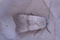 Euxoa decora simulatrix