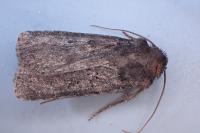 Euxoa nigricans