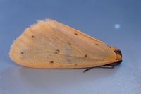 Setina irrorella irrorella