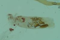 Setina irrorella irrorella
