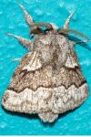 Trichiura crataegi