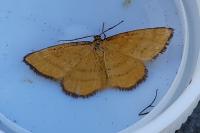 Idaea aureolaria