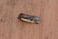 Ochropleura plecta