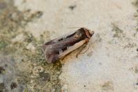 Ochropleura plecta