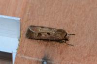 Agrotis exclamationis exclamationis
