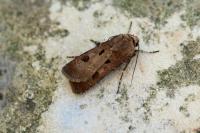 Agrotis exclamationis exclamationis