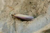 Oncocera semirubella