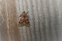 Aglossa caprealis