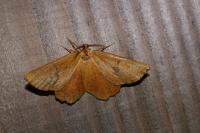 Angerona prunaria