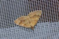 Camptogramma bilineata
