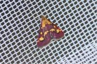Pyrausta purpuralis