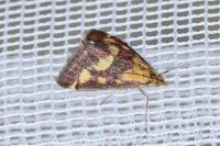 Pyrausta purpuralis