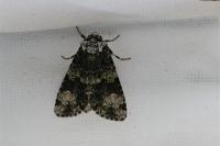 Craniophora ligustri
