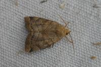 Cosmia trapezina