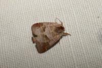 Clostera pigra