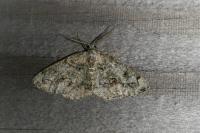 Cleorodes lichenaria