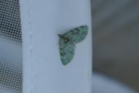 Chloroclystis v-ata