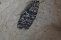 Dioryctria abietella