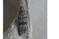 Dioryctria abietella