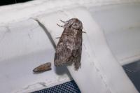 Drymonia querna