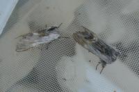 Harpyia milhauseri