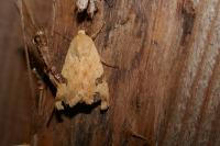 Heliothis peltigera